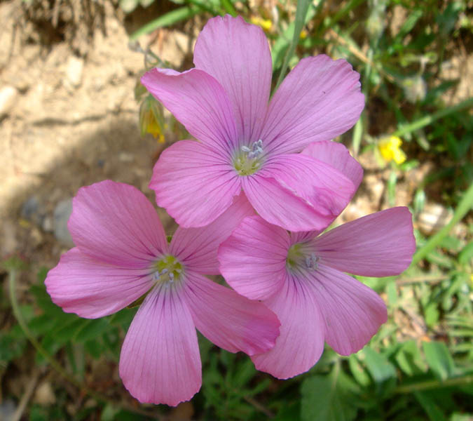 Linum viscosum en fleurs dans les pelouses sèches des Picos de Europa